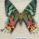 Cadre papillon "Urania Ripheus Madagascar"