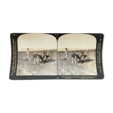 Old photography stereo, stereograph, luxury albumin 1903 Chinese farmer