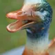 St Clément barbotine duck jug