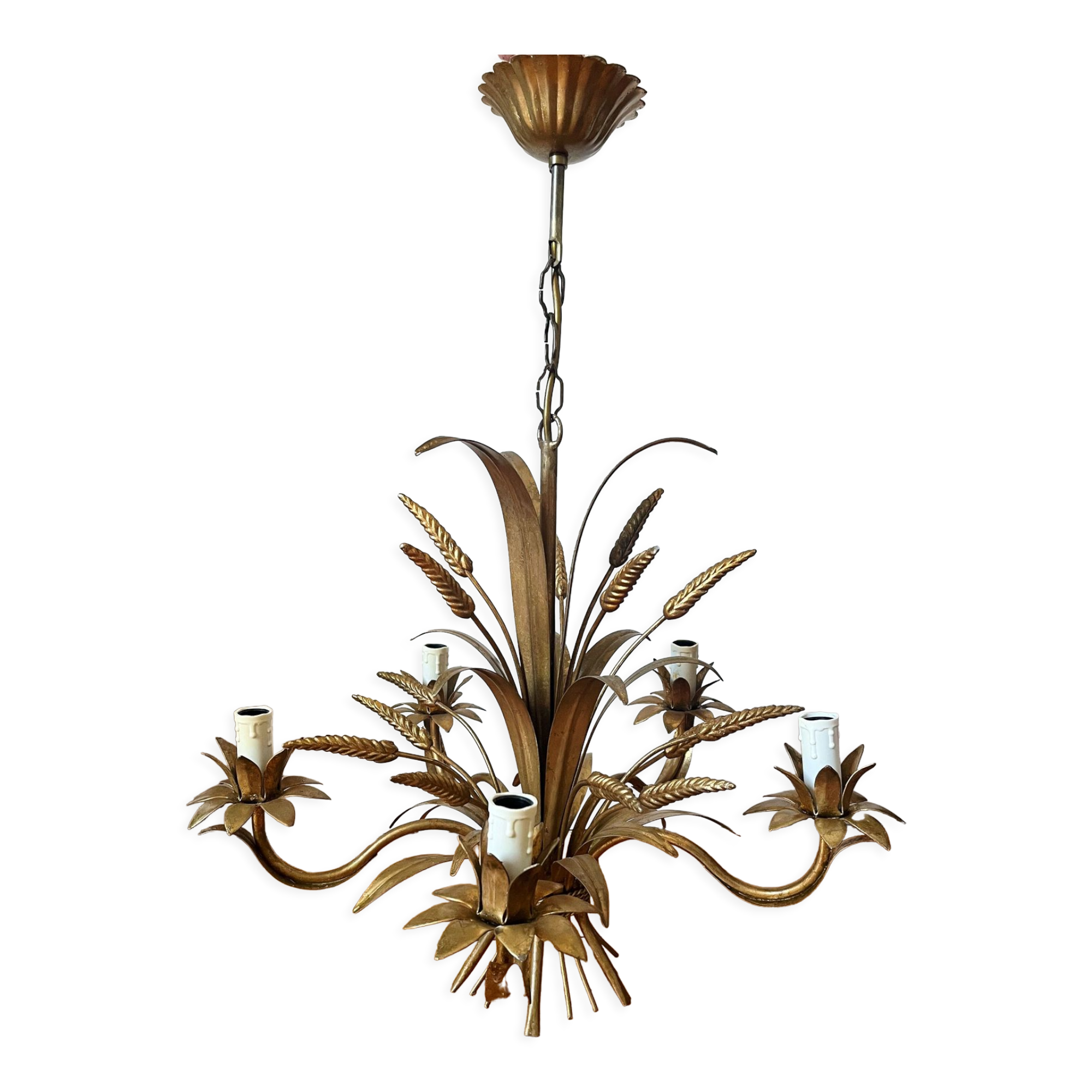 Golden wheat coat luster