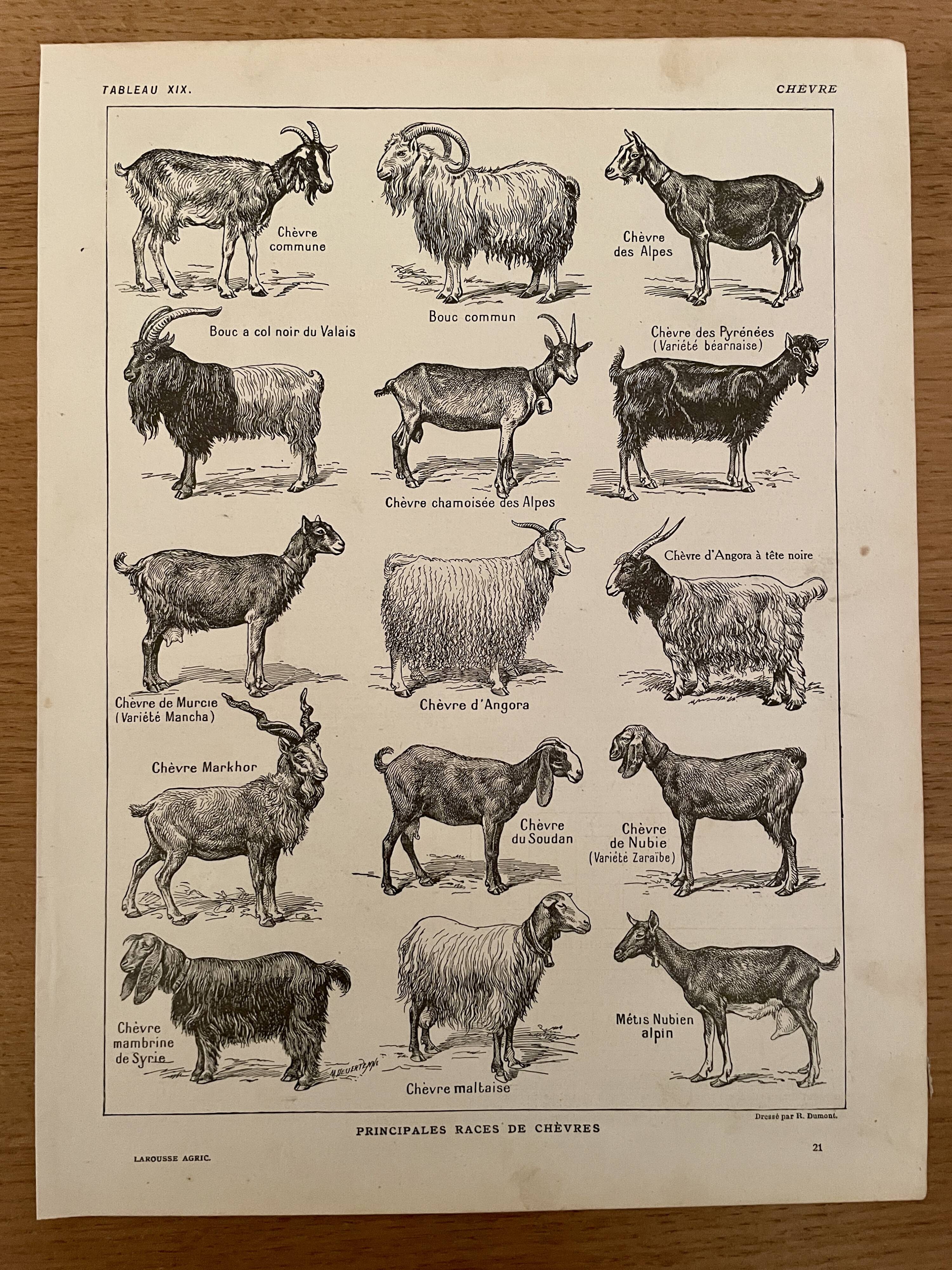 Lithograph on goats - 1920