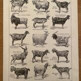 Lithograph on goats - 1920