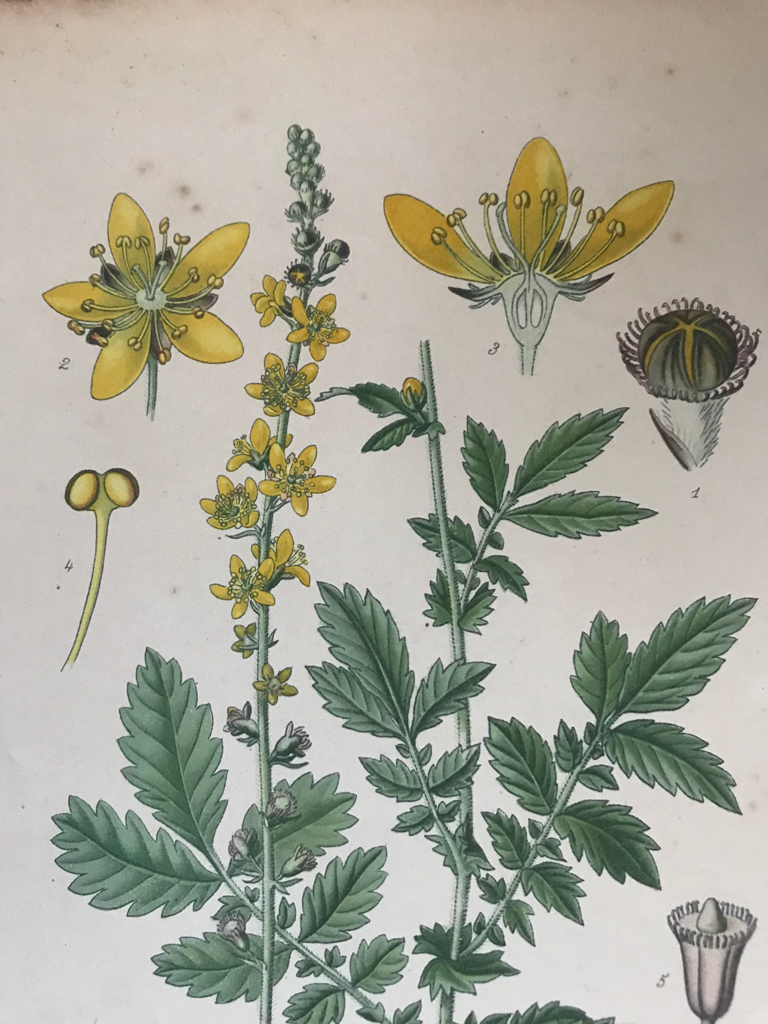 Botanical planks of yellow flowers 1891
