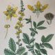 Botanical planks of yellow flowers 1891