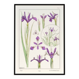 Affiche “Iris”, d’après une lithographie art nouveau de 1897