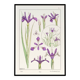 Poster "Iris", based on an Art Nouveau lithograph from 1897.