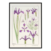 Poster "Iris", based on an Art Nouveau lithograph from 1897.