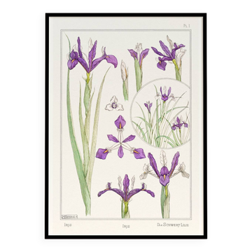 Poster "Iris", based on an Art Nouveau lithograph from 1897.