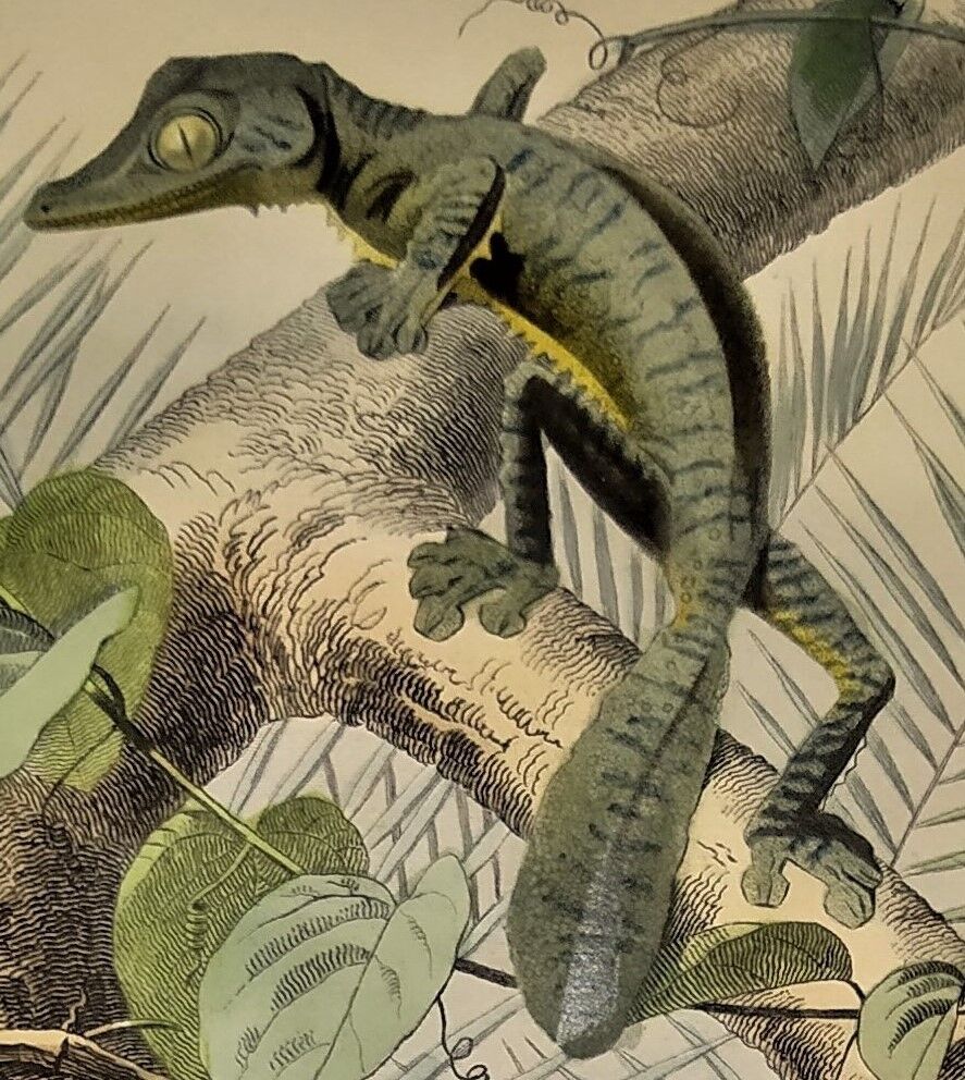 Original zoological plate of 1839 " la tête plate & le tapaye "