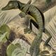 Original zoological plate of 1839 " la tête plate & le tapaye "