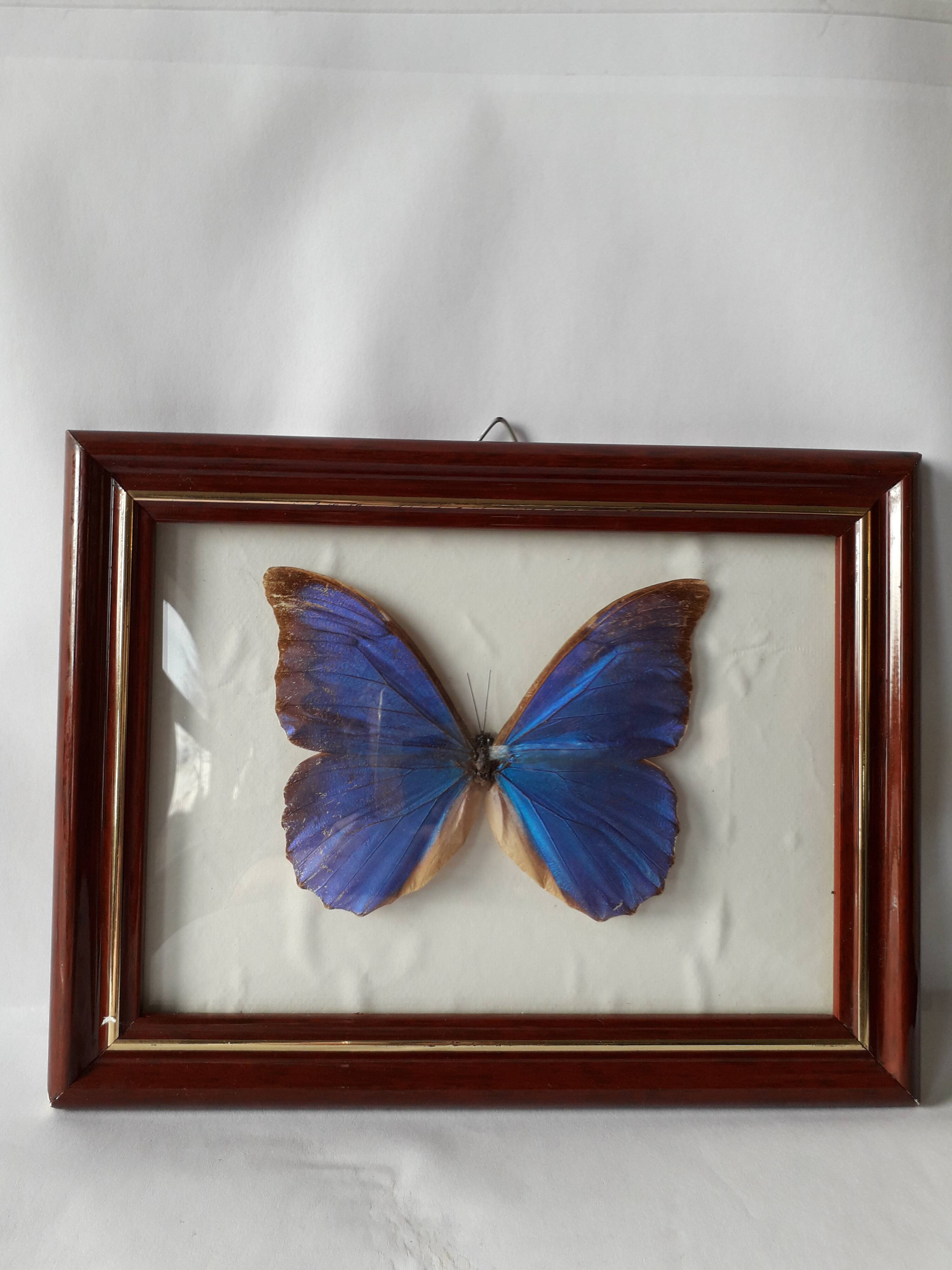 Naturalized vintage butterfly frame