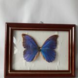 Naturalized vintage butterfly frame