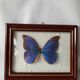 Naturalized vintage butterfly frame