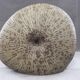 Ceramic vase shell ammonite design art