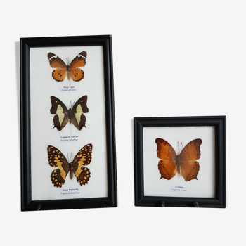 Collection entomologie quatre papillons sous verre