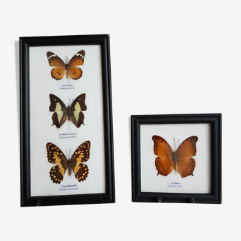 Entomology Collection - Four Butterflies Under Glass