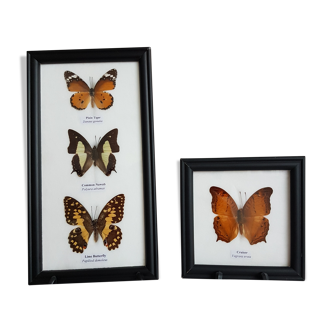 Entomology Collection - Four Butterflies Under Glass