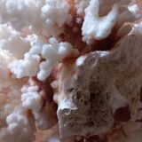 Coral shells