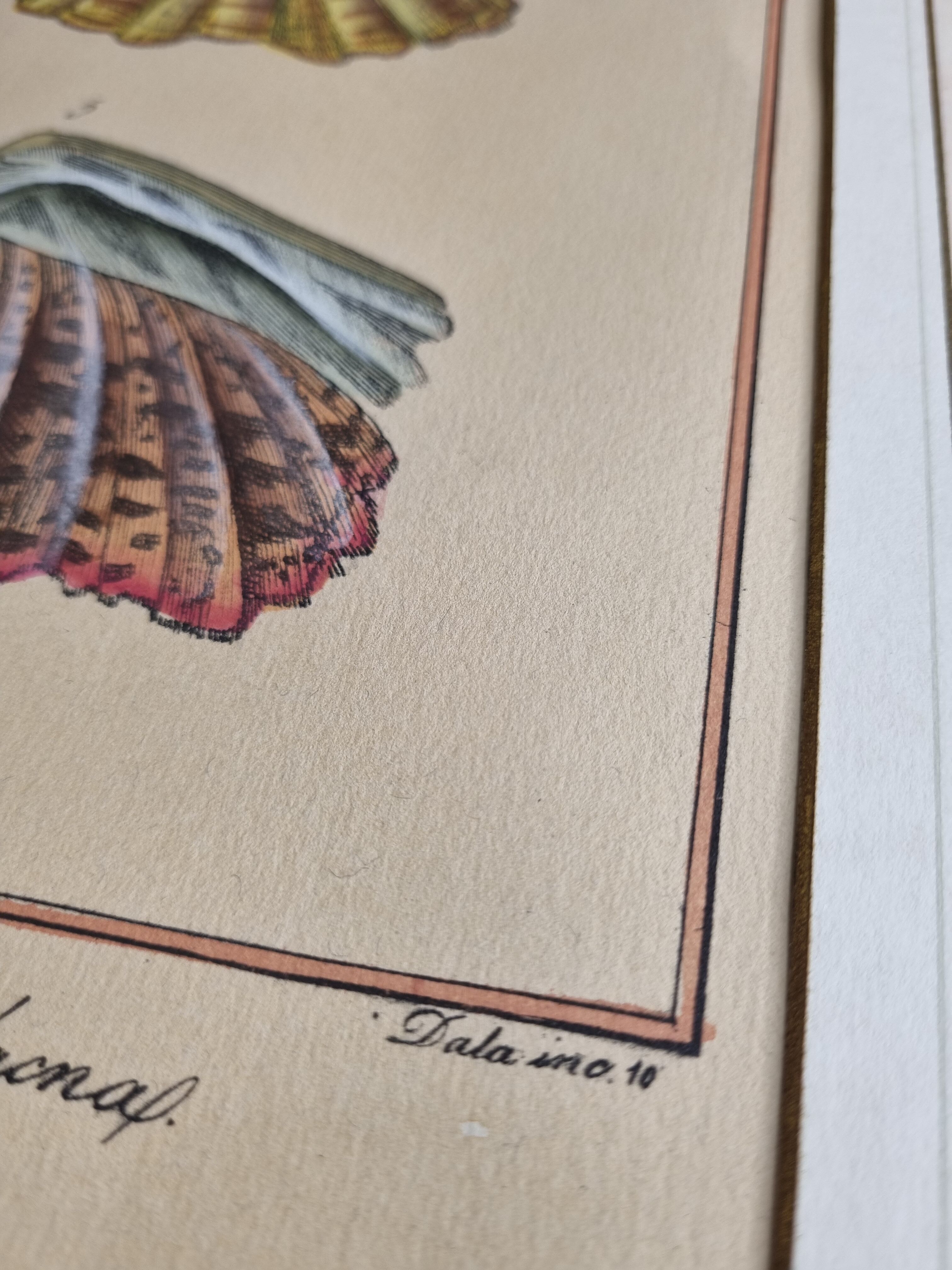 Natural History Plate, Conchyliology, signed, XVIIIth