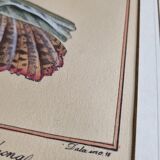 Natural History Plate, Conchyliology, signed, XVIIIth