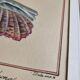 Natural History Plate, Conchyliology, signed, XVIIIth