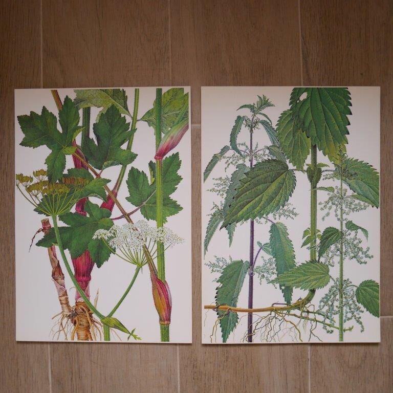 Set of 2 botanical boards Geigy