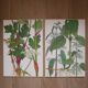 Set of 2 botanical boards Geigy