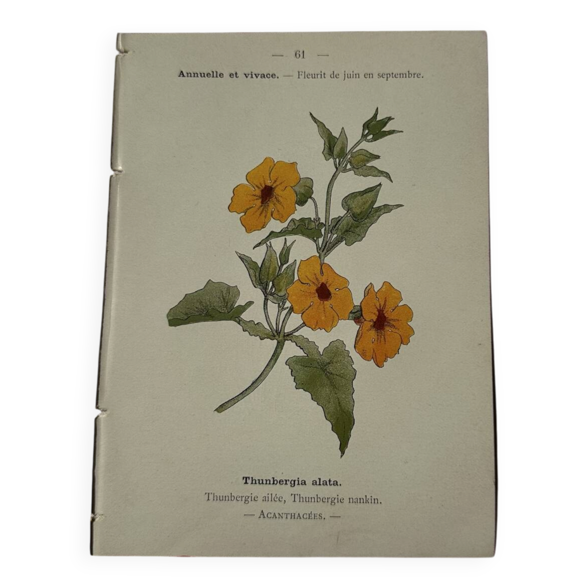 🌿 Botanical Plate Old Naturalist Engraving 19th Century Double-Sided