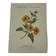 🌿 Botanical Plate Old Naturalist Engraving 19th Century Double-Sided