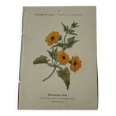 🌿 Botanical Plate Old Naturalist Engraving 19th Century Double-Sided