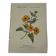 🌿 Botanical Plate Old Naturalist Engraving 19th Century Double-Sided