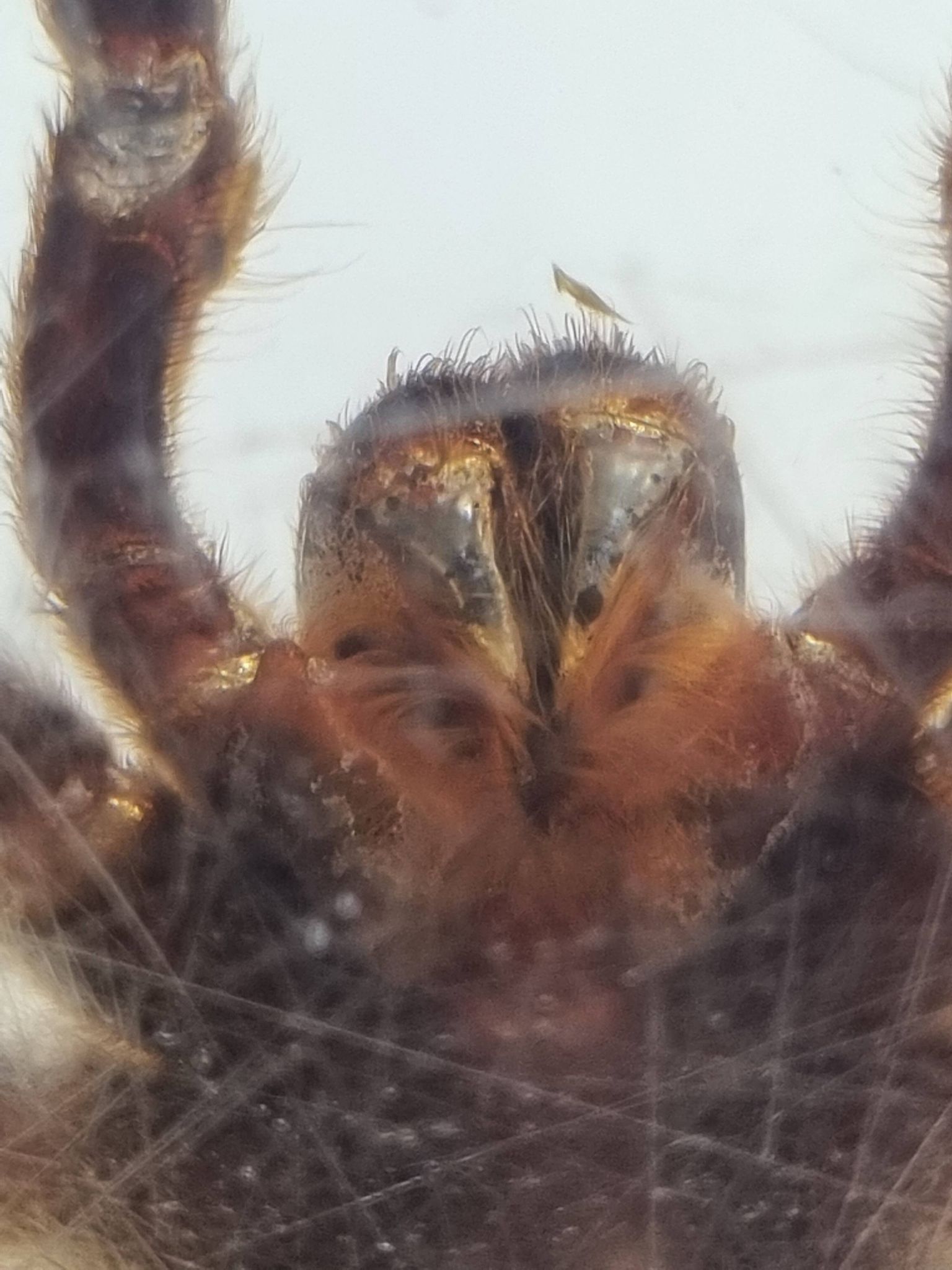 Inclusion of vintage naturalist, tarantula in taxidermy