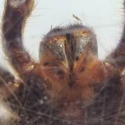 Inclusion of vintage naturalist, tarantula in taxidermy
