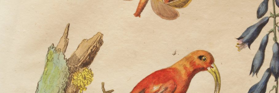 Vintage animal engraving - Buffon 1850