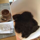 Dark brown rabbit skin