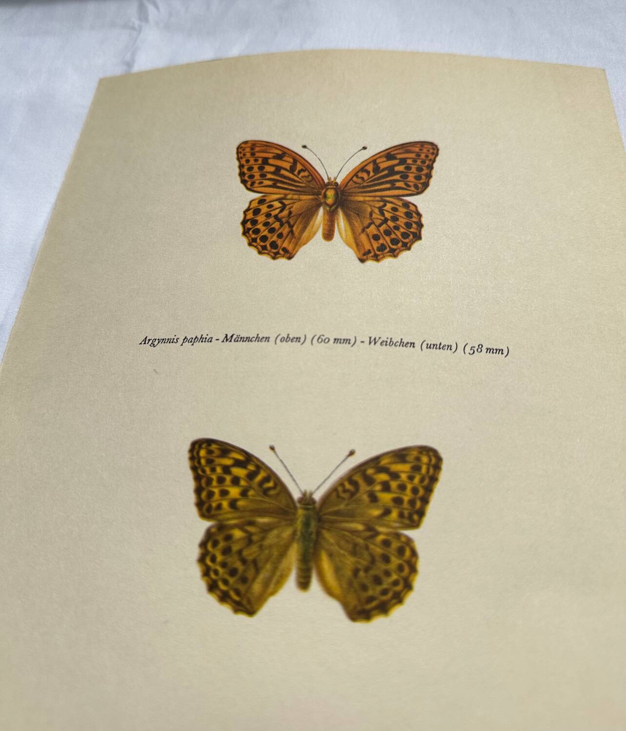 Antique butterfly engraving vintage botanical plate naturalist etching
