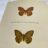 Antique butterfly engraving vintage botanical plate naturalist etching