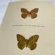 Old butterfly engraving vintage botanical plate etching naturalist