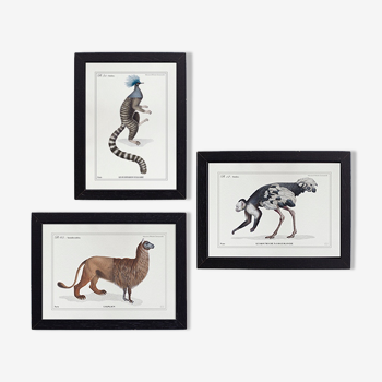 Set of 3 chimeras lithograph animal engraving