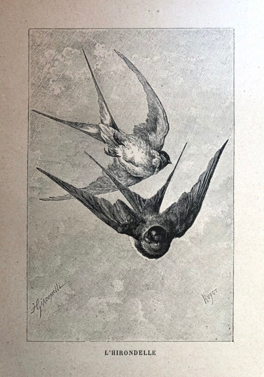 Planche illustrée de 1890 les hirondelles