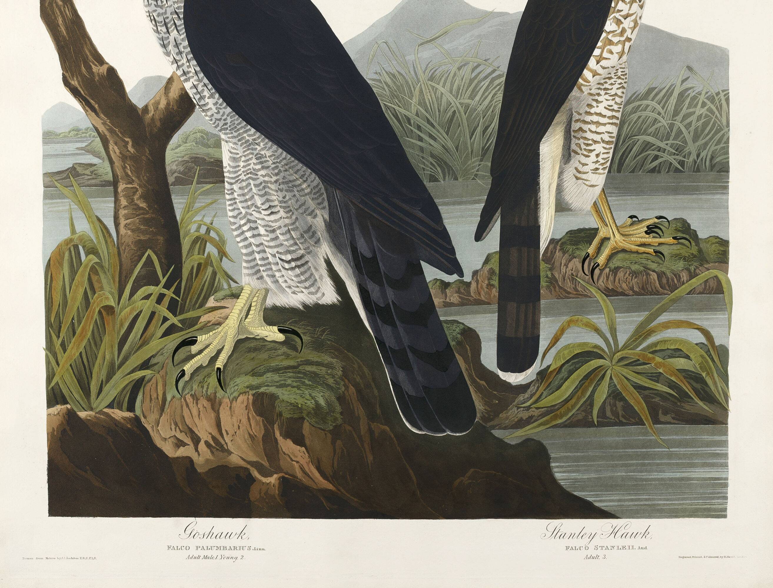 Poster about sparrowhawks, based on an old engraving from 1827.