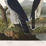 Poster about sparrowhawks, based on an old engraving from 1827.