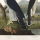 Poster about sparrowhawks, based on an old engraving from 1827.