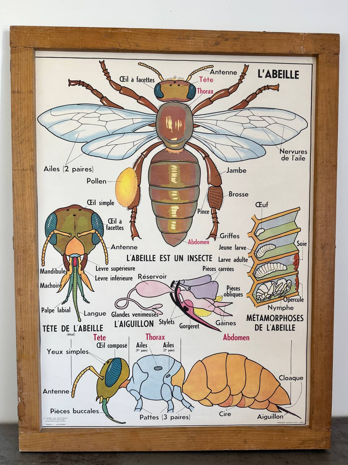 Vintage double-sided school poster “THE BEE / THE FISH”