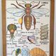 Vintage double-sided school poster “THE BEE / THE FISH”