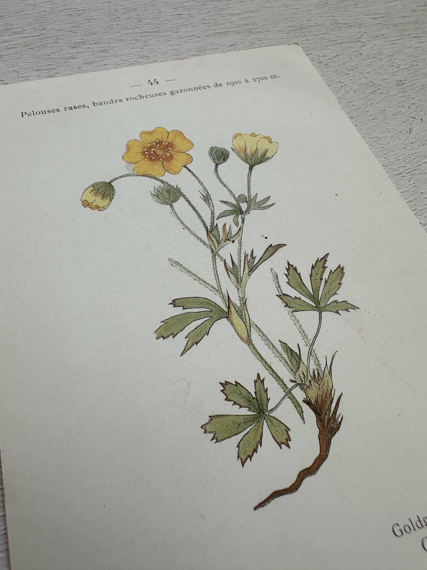 Botanical Plate 1800 Old naturalist engraving 19th century double-sided