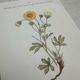 Botanical Plate 1800 Old naturalist engraving 19th century double-sided