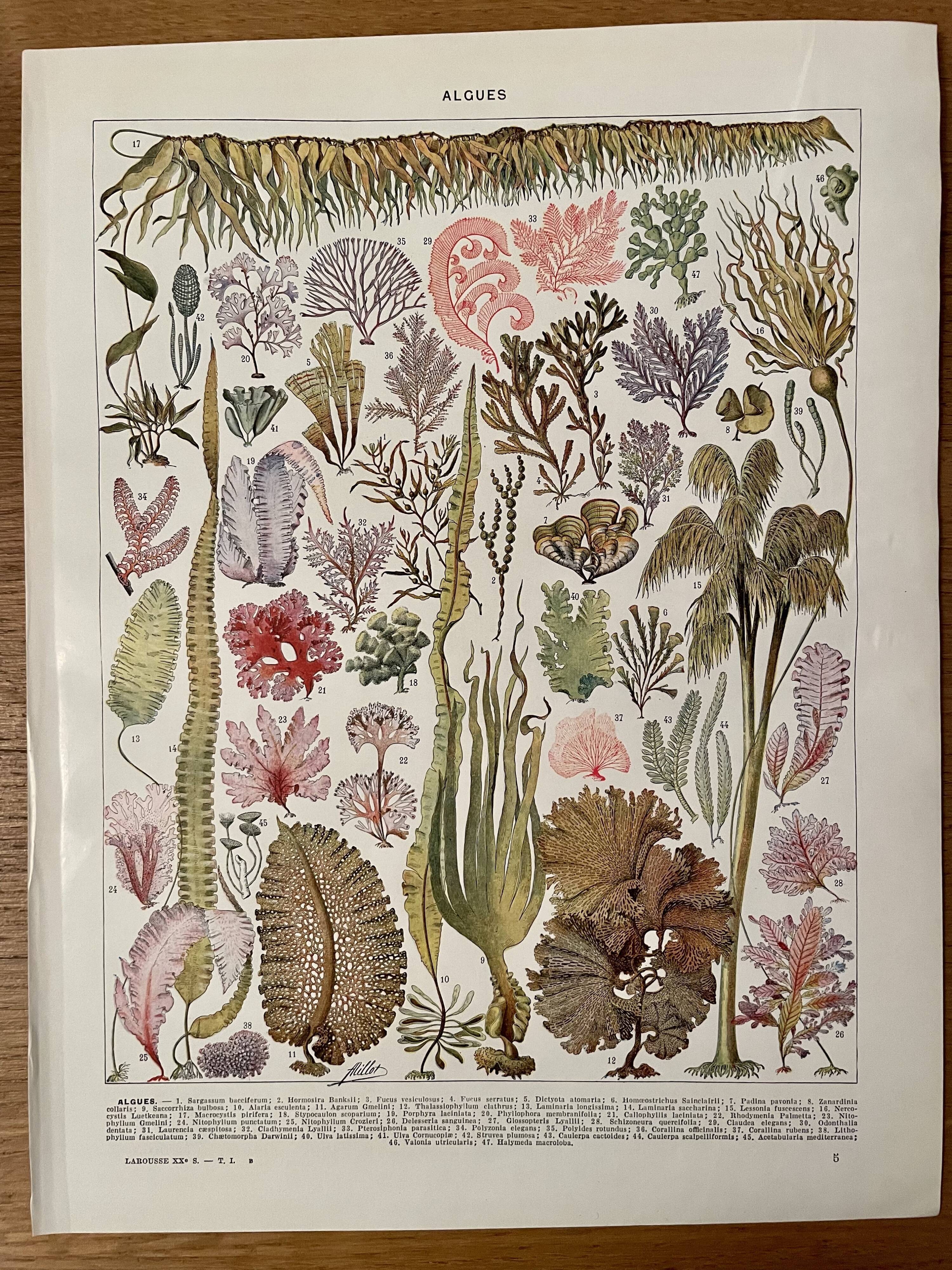 Lithograph on algae - 1930