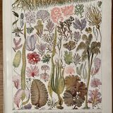 Lithograph on algae - 1930