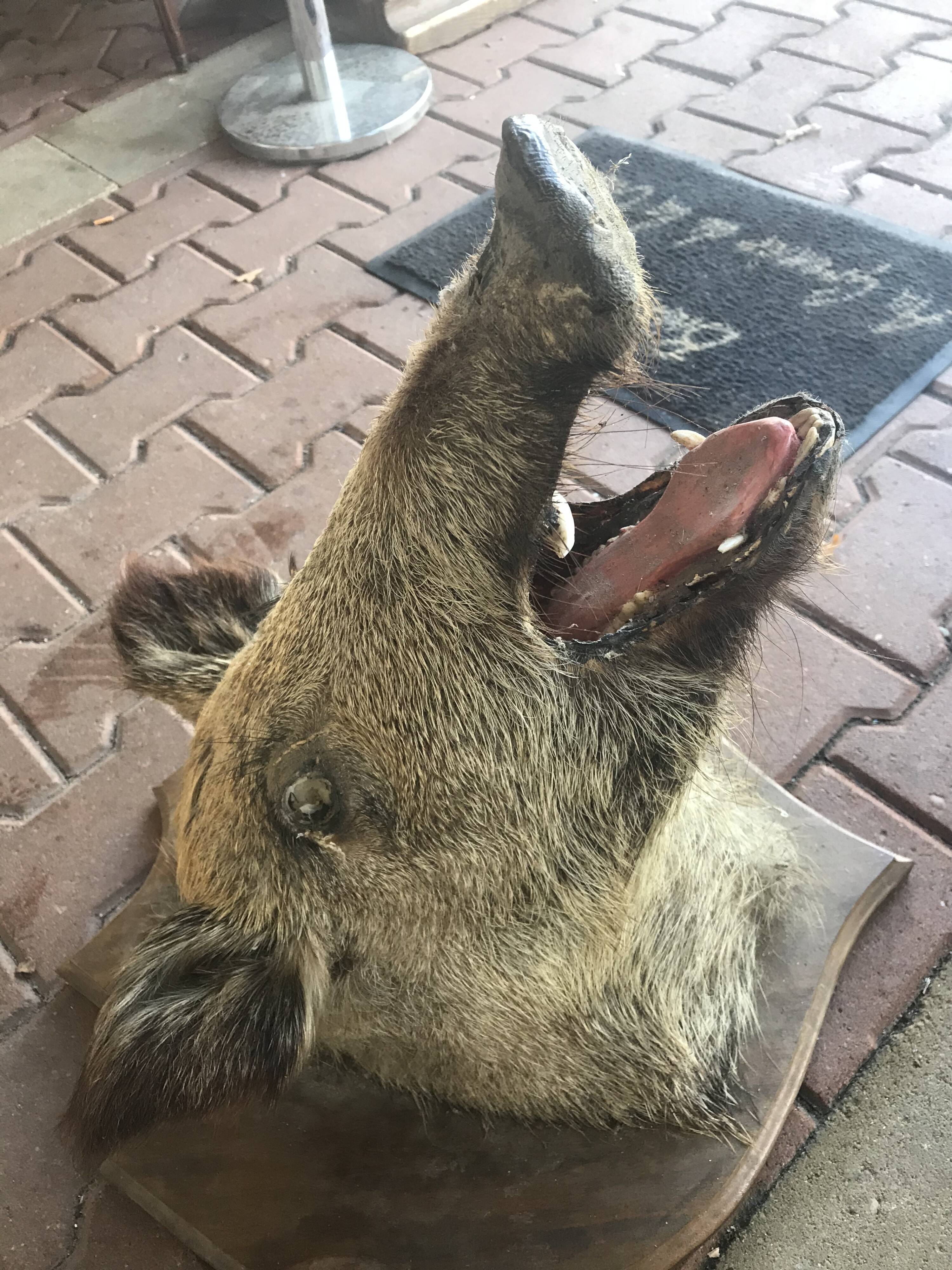 Trophy hunting boar's head